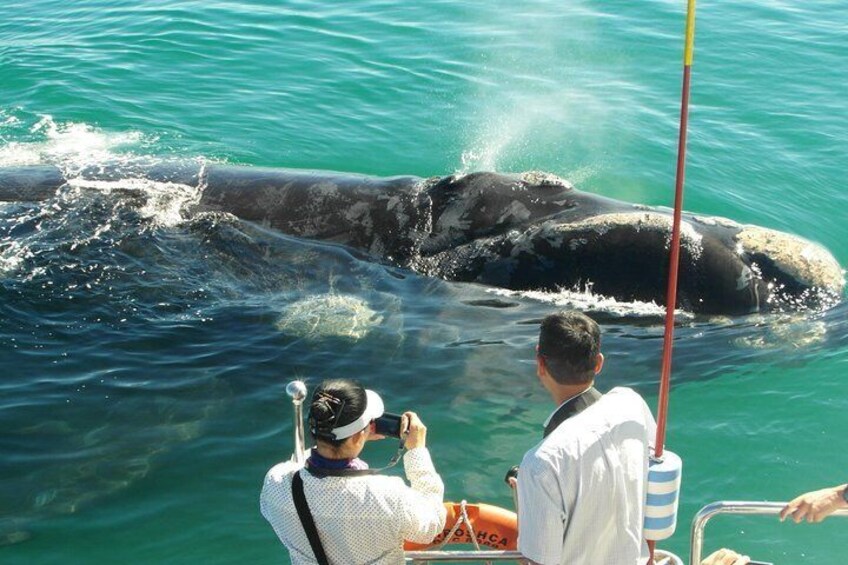 Hermanus Whale Watching Shared Boat Trip and Private Wine Tour from Cape Town