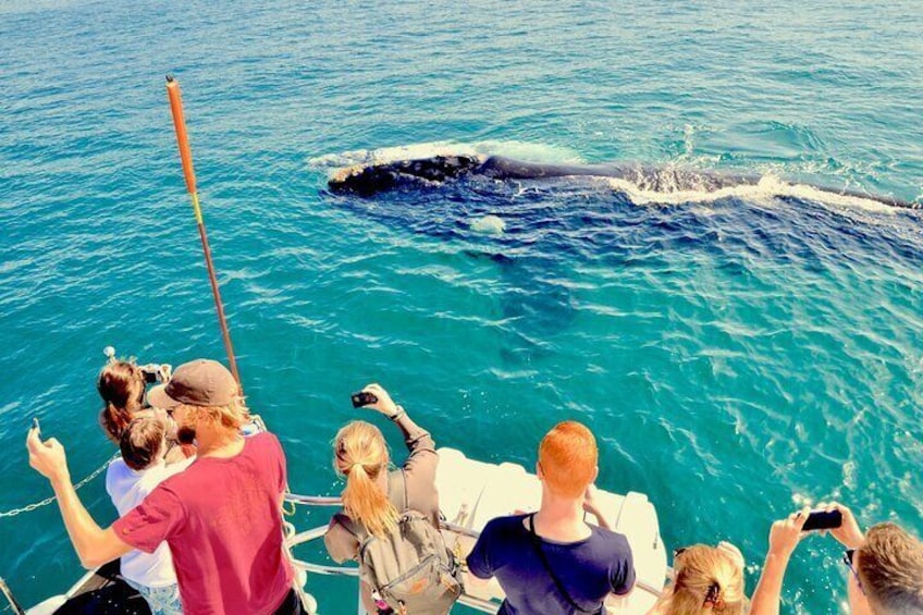 Hermanus Whale Watching Shared Boat Trip and Private Wine Tour from Cape Town