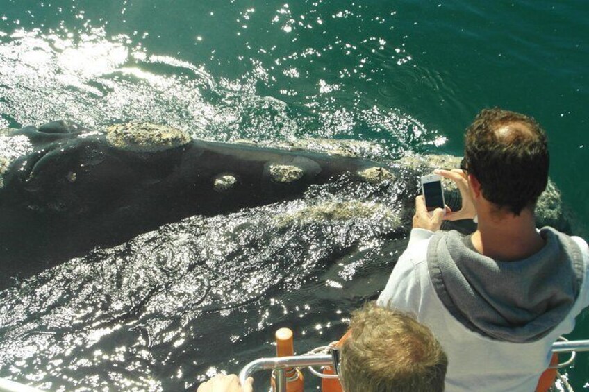 Hermanus Whale Watching Shared Boat Trip and Private Wine Tour from Cape Town