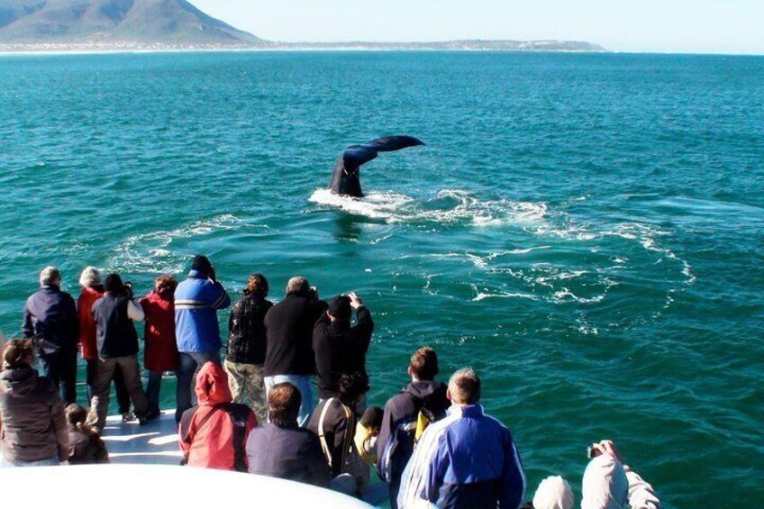 Hermanus Whale Watching Shared Boat Trip and Private Wine Tour from Cape Town