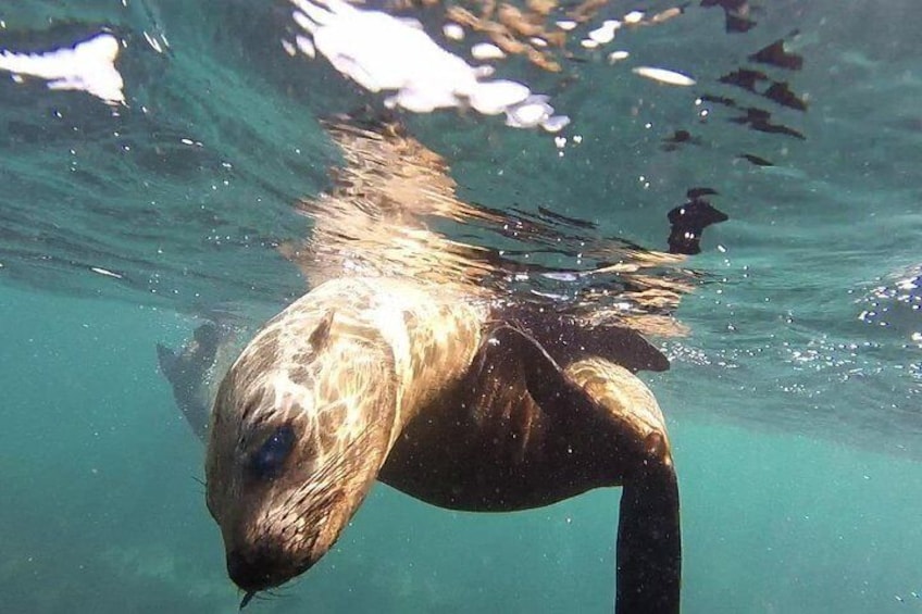 Snorkeling with Seals and Cape Peninsula Full-Day Private Tour