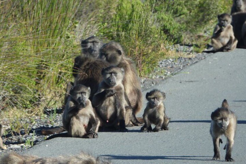 Table Mountain, Penguins & Cape Point Small Group Tour from Cape Town