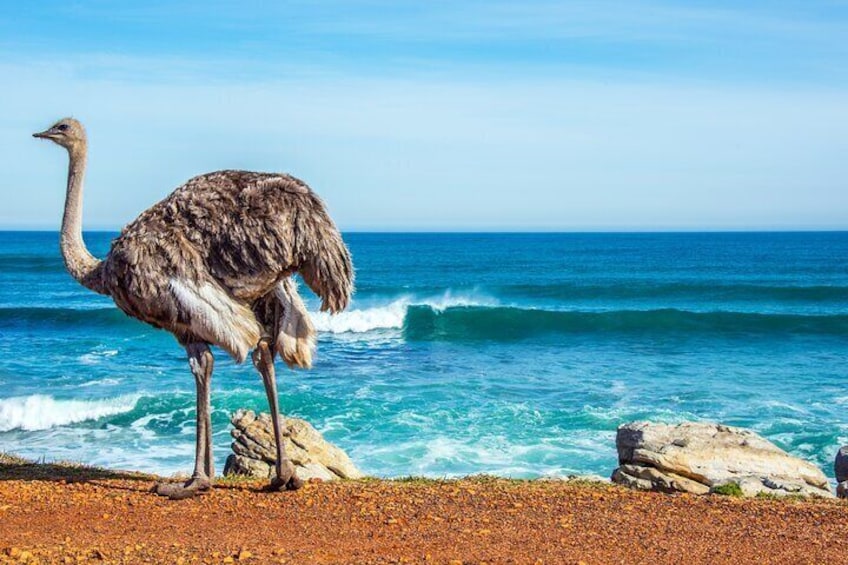 ostrich on the brach only at cape of good hope