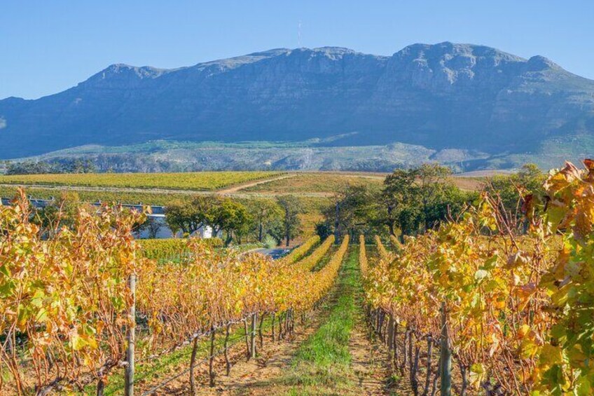 Scenic drive through Constantia wine route