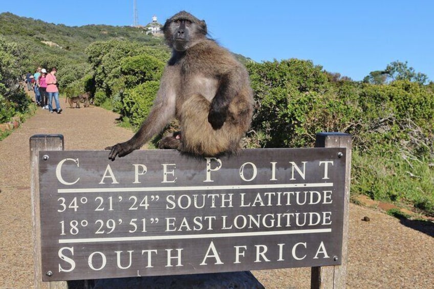 Babbon at Cape Point South Africa Cape Town