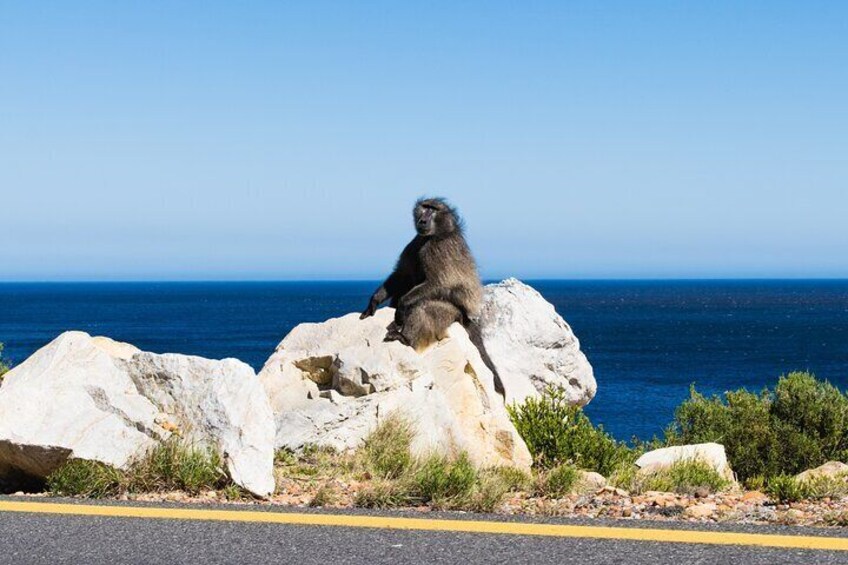 baboons at cape point