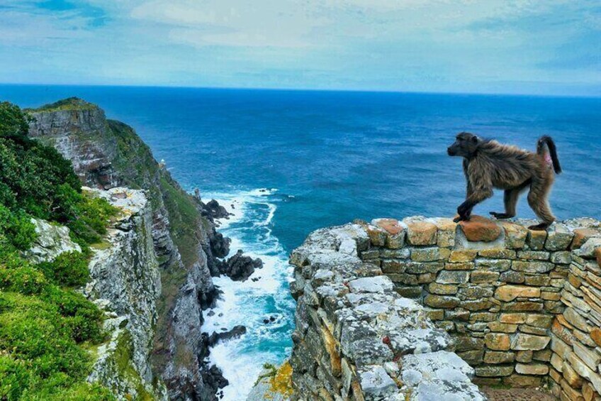 baboon at cape point