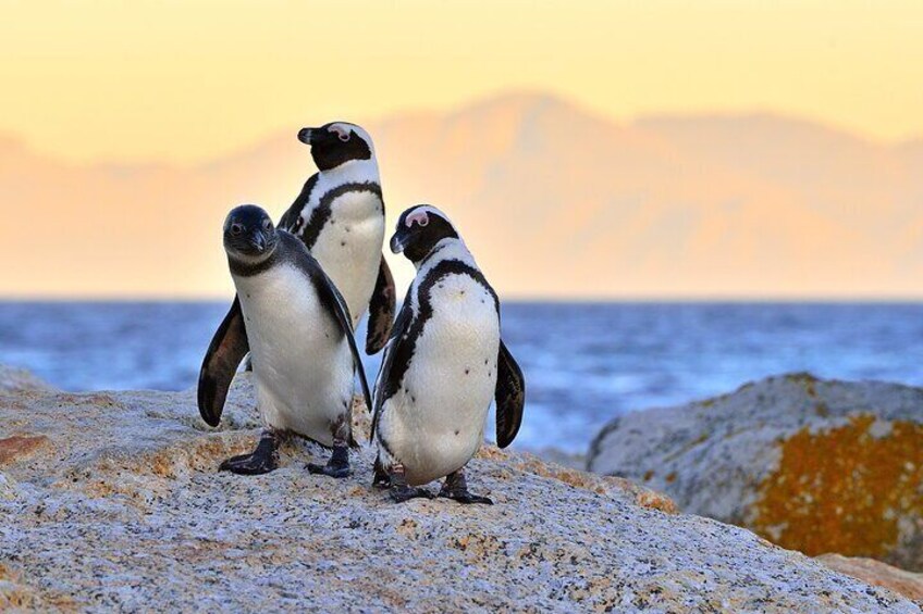 African penguins boulders beach at sunset