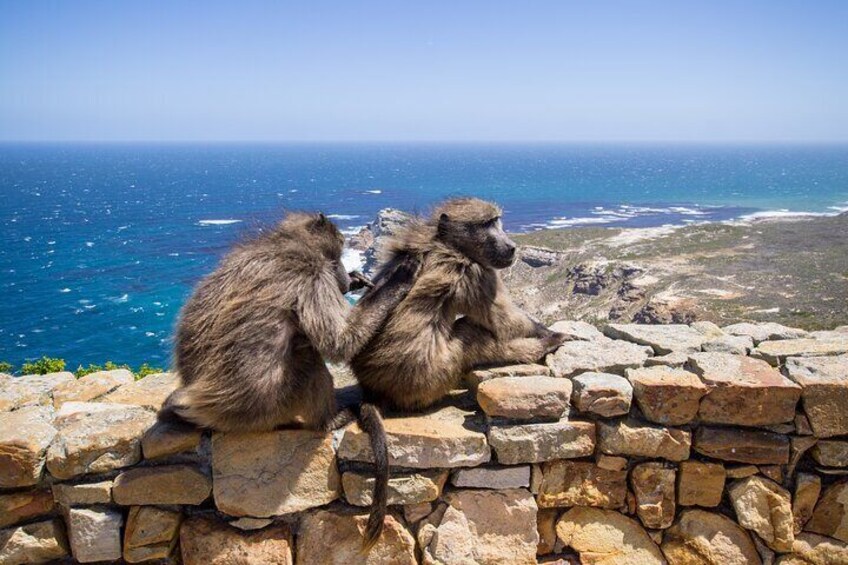 baboons relaxing at cape of good hope