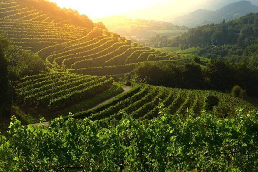Constantia wine route as seen on guided cape peninsula tour from Cape Town
