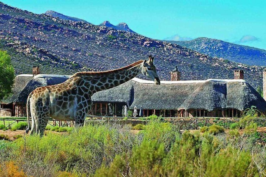 Aquila Safari South Africa
