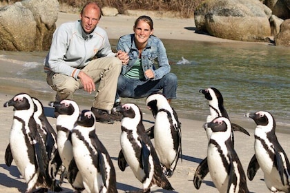 Kaap de Goede Hoop en pinguïns kleine groepsreis vanuit Kaapstad