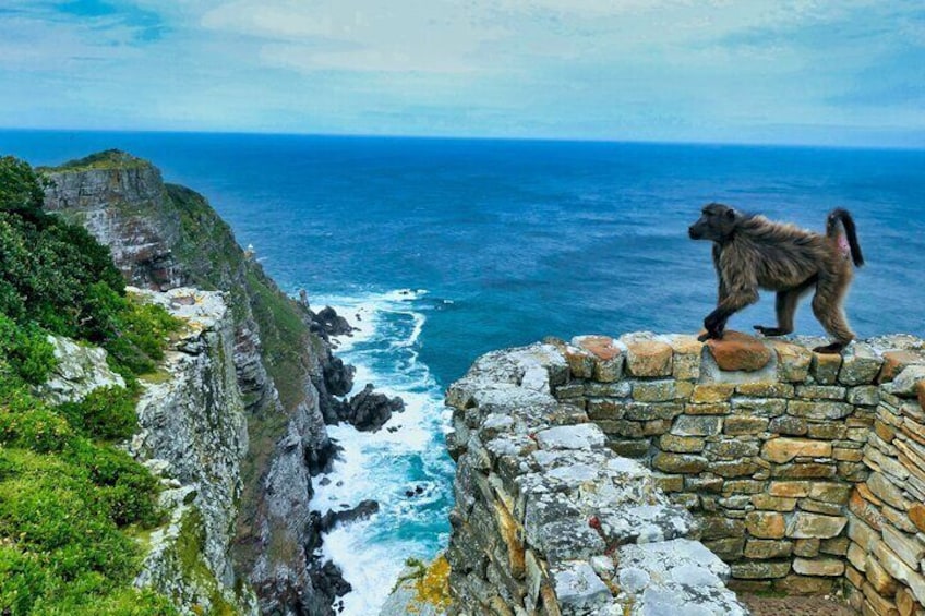 Baboon at Cape Point