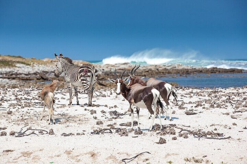 Bontebok and Zebra spotted at Cape of Good Hope