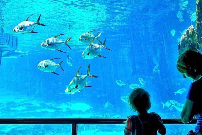 Cape Town Full Day Family Fun With Kids Private Tour