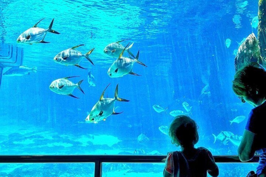 Cape Town Full Day Family Fun With Kids Private Tour