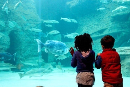 Cape Town Full Day Family Fun With Kids Private Tour