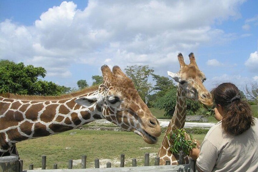 Cape Town Full Day Family Fun With Kids Private Tour