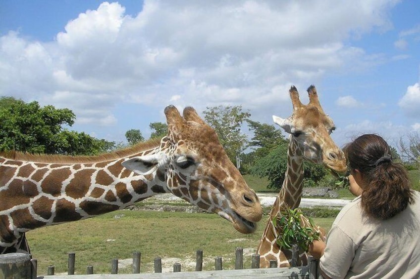 Cape Town Full Day Family Fun With Kids Private Tour