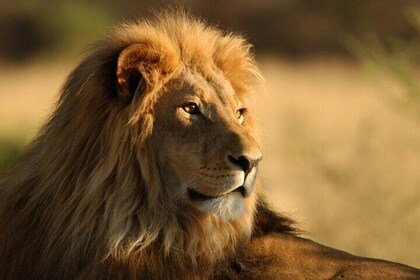 El safari de animales salvajes incluye traslado privado desde y hacia la re...