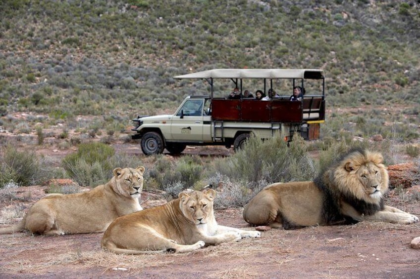 Aquila game drive - the pride of Lions