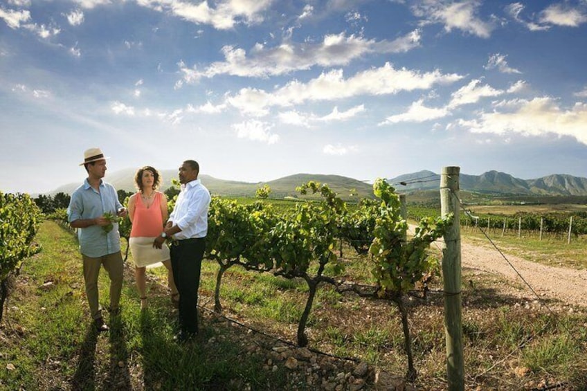 Top 10 wine tasting tour packages in Cape Town