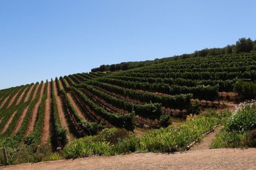 Stellenbosch and Franschhoek 20 Wine Tasting & Lunch & Tasting Fees Shared Tour