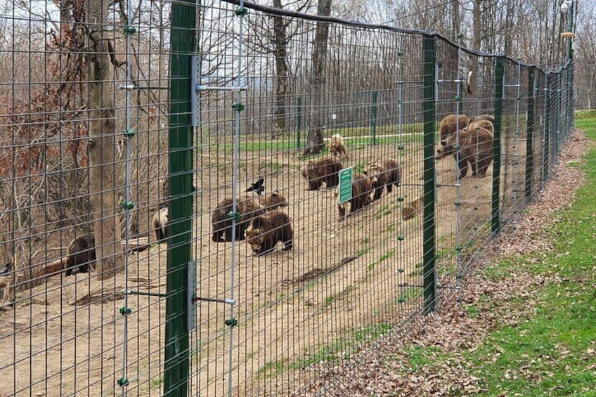 Bears Sanctuary, Dracula's Castle, Brasov Day Trip Private Tour from Bucharest