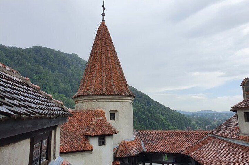 Bears Sanctuary, Dracula's Castle, Brasov Day Trip Private Tour from Bucharest