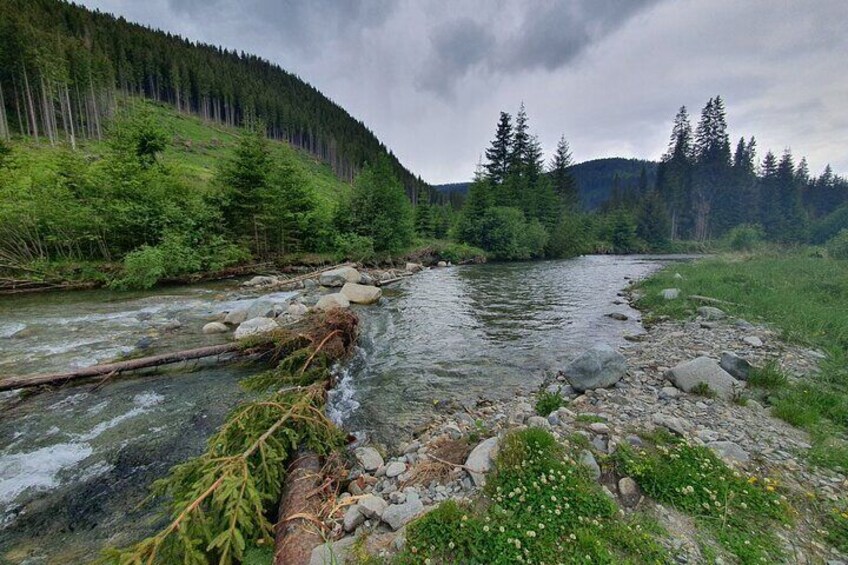  Bears Sanctuary, Dracula's Castle, Brasov Day Trip Private Tour from Bucharest