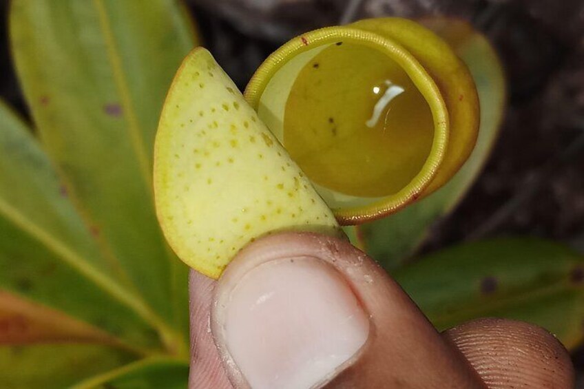 Seychelles Pitcher plant 