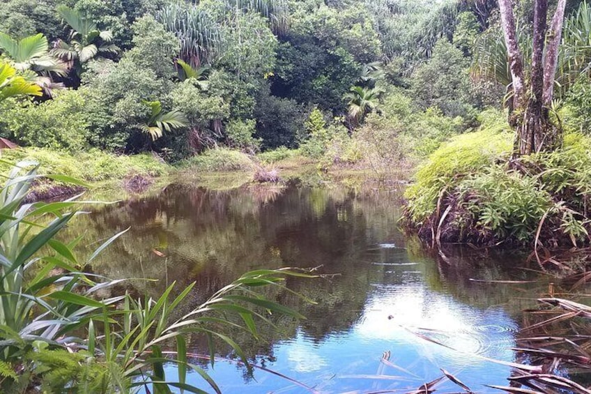 Mare Aux Conshons - High altitude fresh water wetland