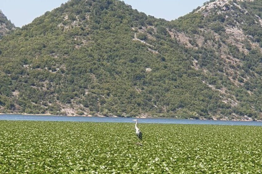 Skadar Lake