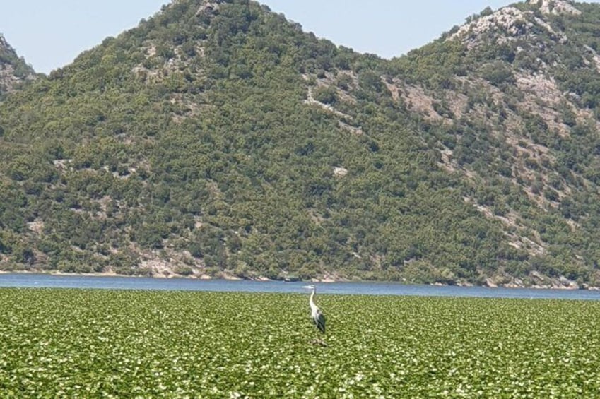 Skadar Lake