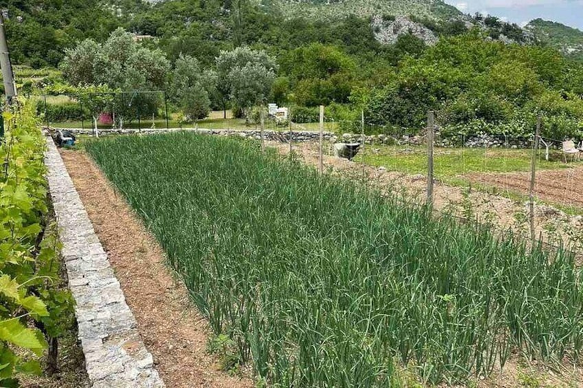 National park Skadar Lake