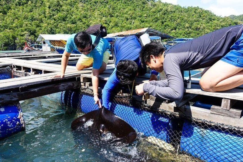 Floating fish farm