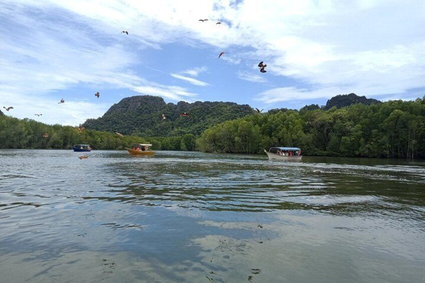 Langkawi Half Day Mangrove Tour - Sharing Basis