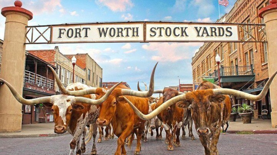 The Fort Worth Herd, Fort Worth Stockyards