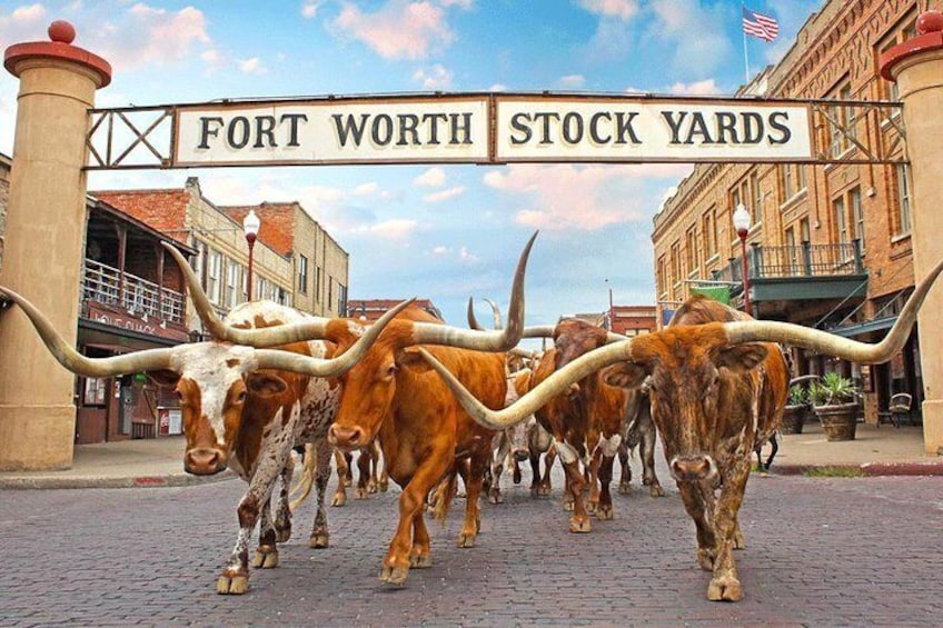 The Fort Worth Herd, Fort Worth Stockyards