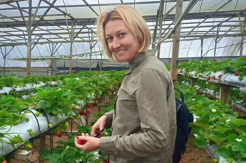 PICK YOU OWN STRAWBERRY