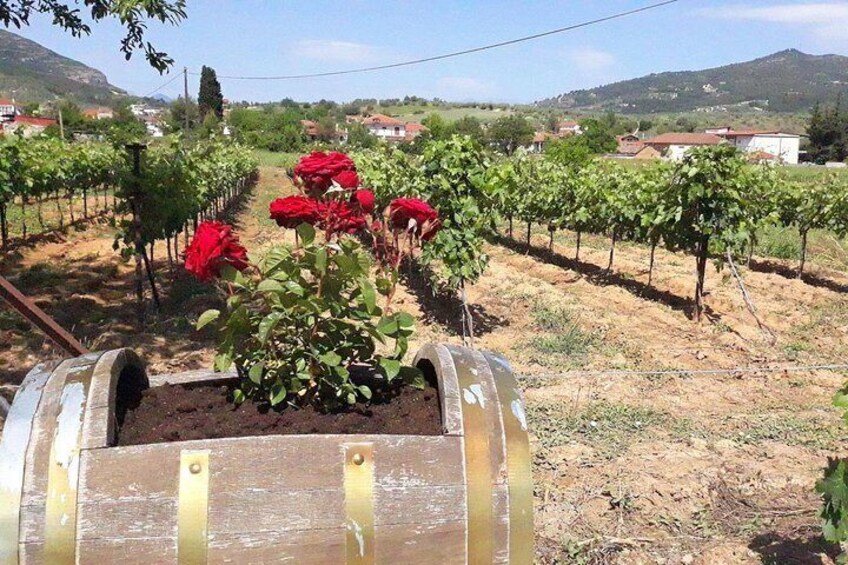 Ancient Nemea vine yards