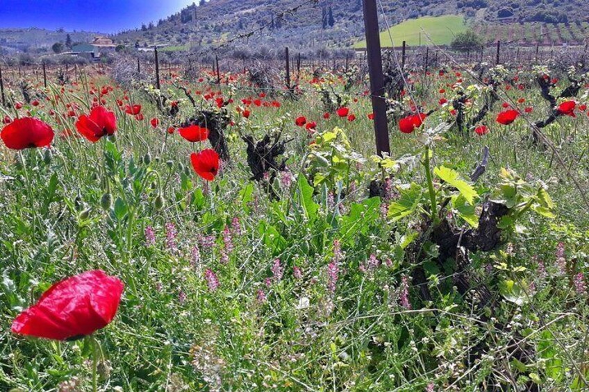 Ancient Nemea vine yards