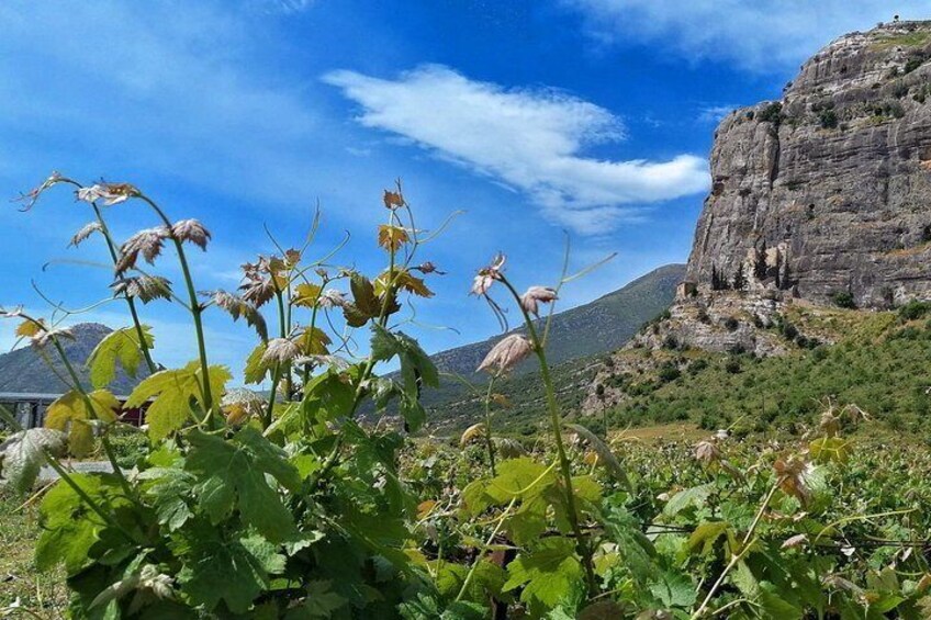 Ancient Nemea vine yards