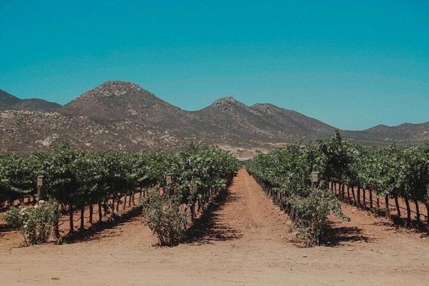 From Tijuana to Valle de Guadalupe private tour