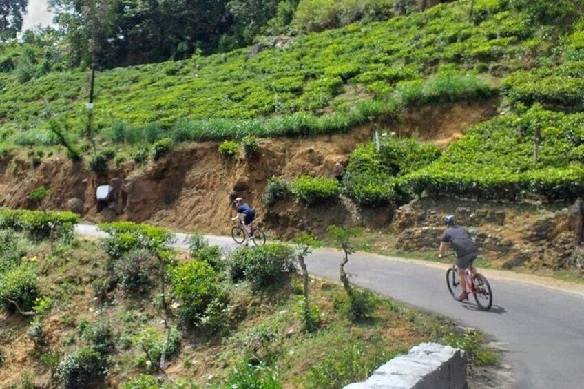 Cycling through tea fields