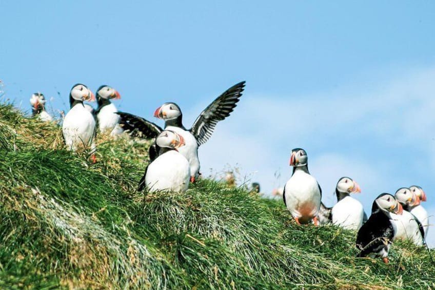 Puffin party