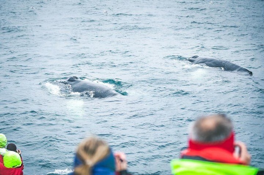 Close to two humpback whales