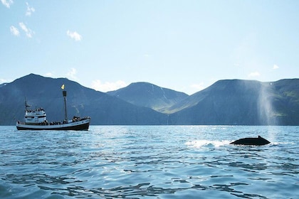 Whale and Puffin Watching around Skjálfandi Bay from Husavik