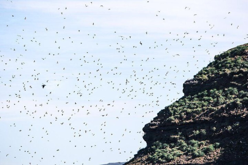 Puffin Island is home to 200.000 puffins