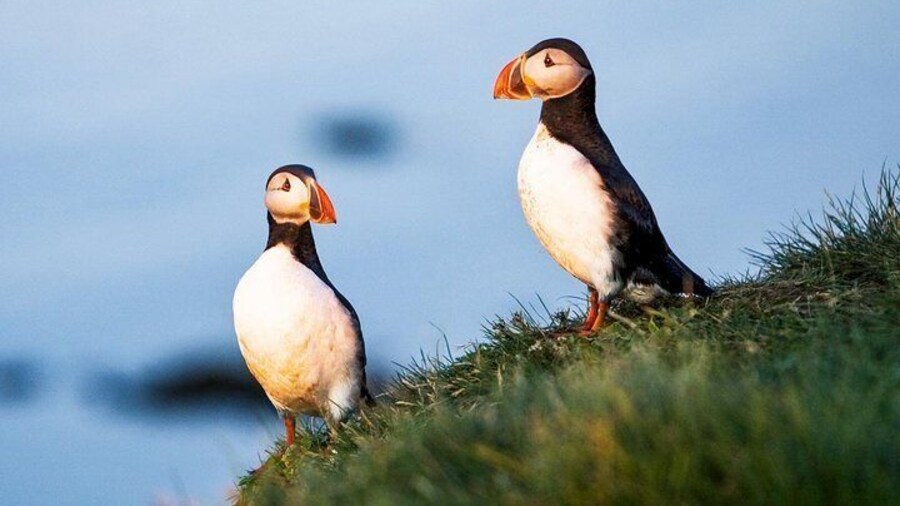 Puffins in Puffin Island
